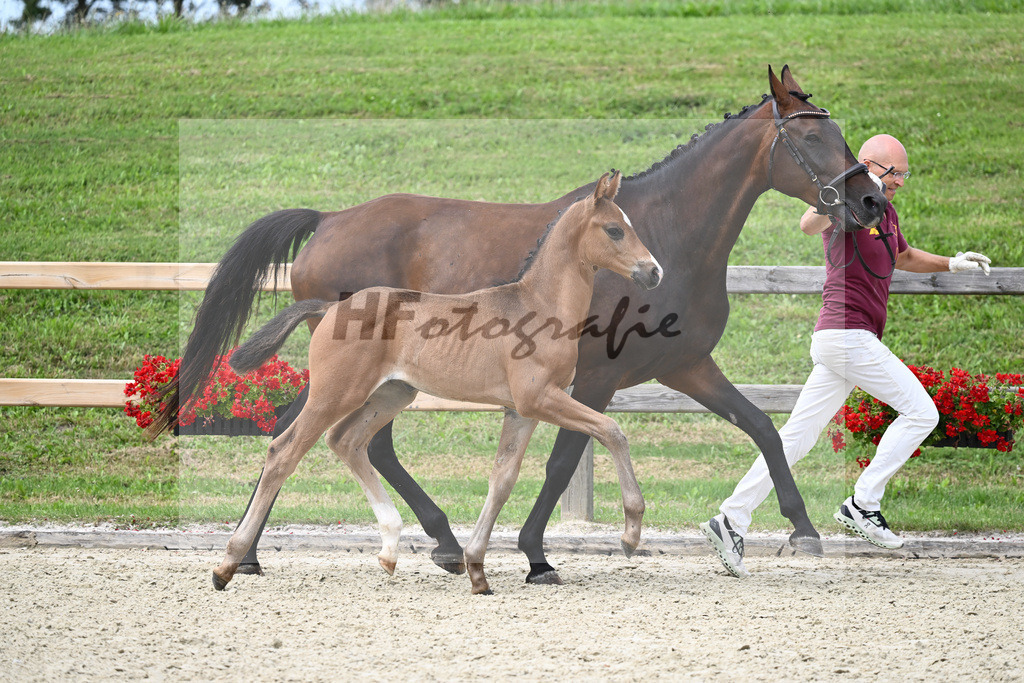 Kat-Nr. 36 HF Escolar x Ampere_Lechl_28230335 | hf-fotografie - Realizzato con Pictrs.com