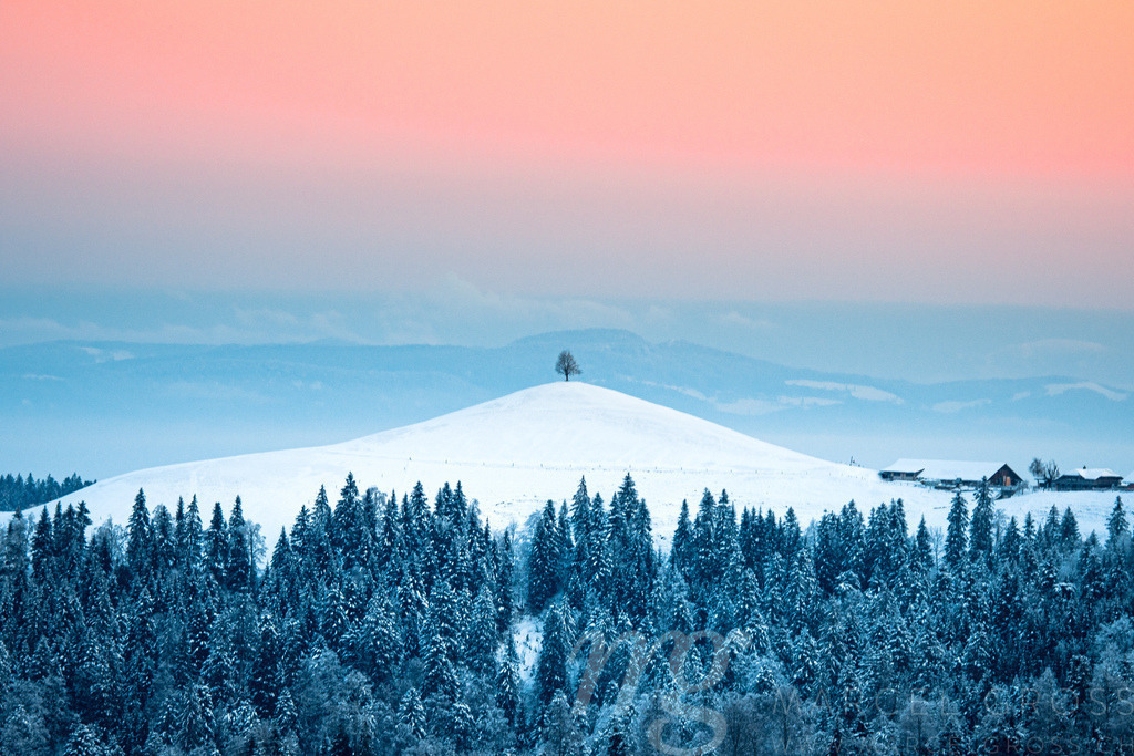 beautiful winter sunrise in snowy Emmental with a single tree on a hill | Die ideale Geschenkidee für Naturliebhaber. Naturbilder von Marcel Gross Photography für ihr Zuhause in den verschiedensten Formaten und Materialien. - Realisiert mit Pictrs.com