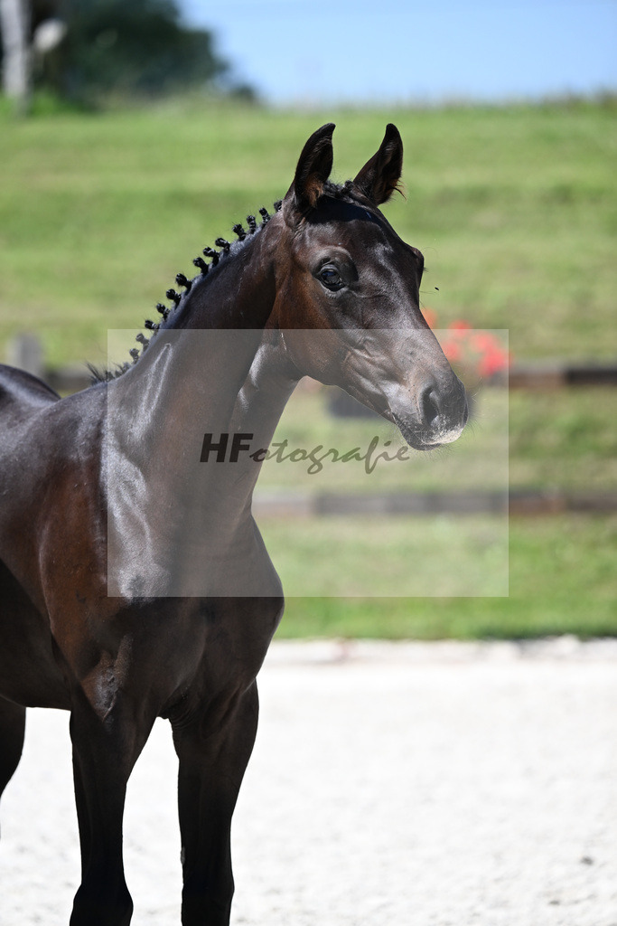 Kat-Nr. 17 Decurio x Belissimo M_SF_Kaestele_24250448 | hf-fotografie - Realisiert mit Pictrs.com