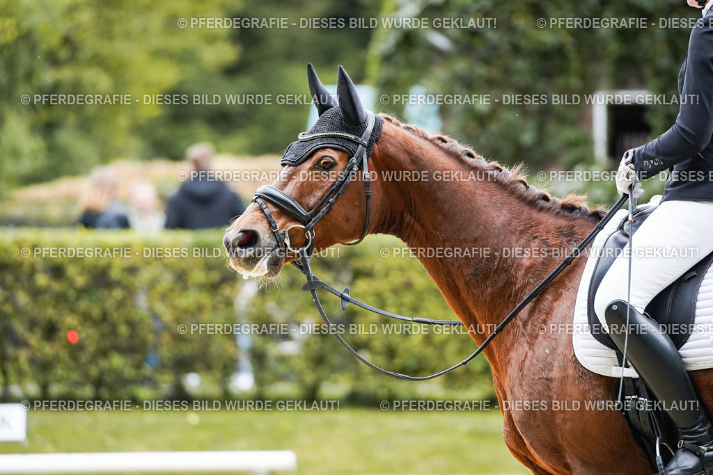 DSC07453 | Pferdegrafie