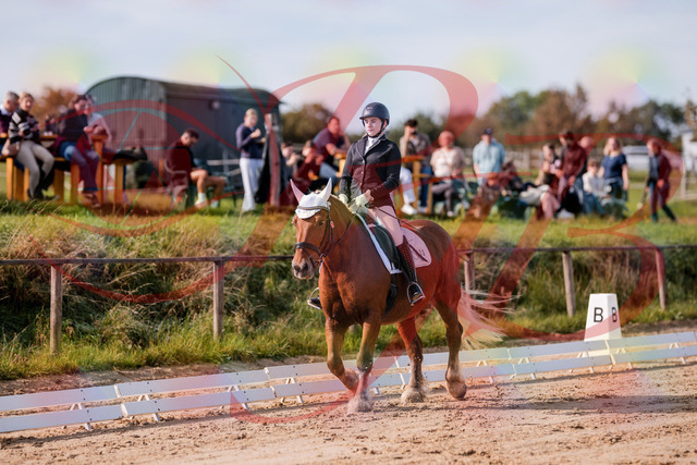 2026_10_03_Siefer-Hof_114017_Z81_82630405 | Professionelle Reitsport-, Turnier- und Eventfotografie von Robert Broda. Galerien mit ausgewählten und bearbeiteten Bildern direkt online ansehen und bestellen.