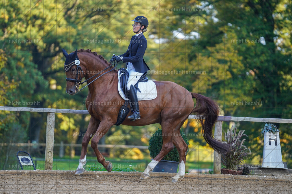 20221007-FAH00345 | Diessen am Ammersee, 2022, Dressur- und Springturnier, Reitsportbilder, Turnierfotografen Bayern, Pferdefotografen, Fotoagentur Herrmann, Turnierbilder