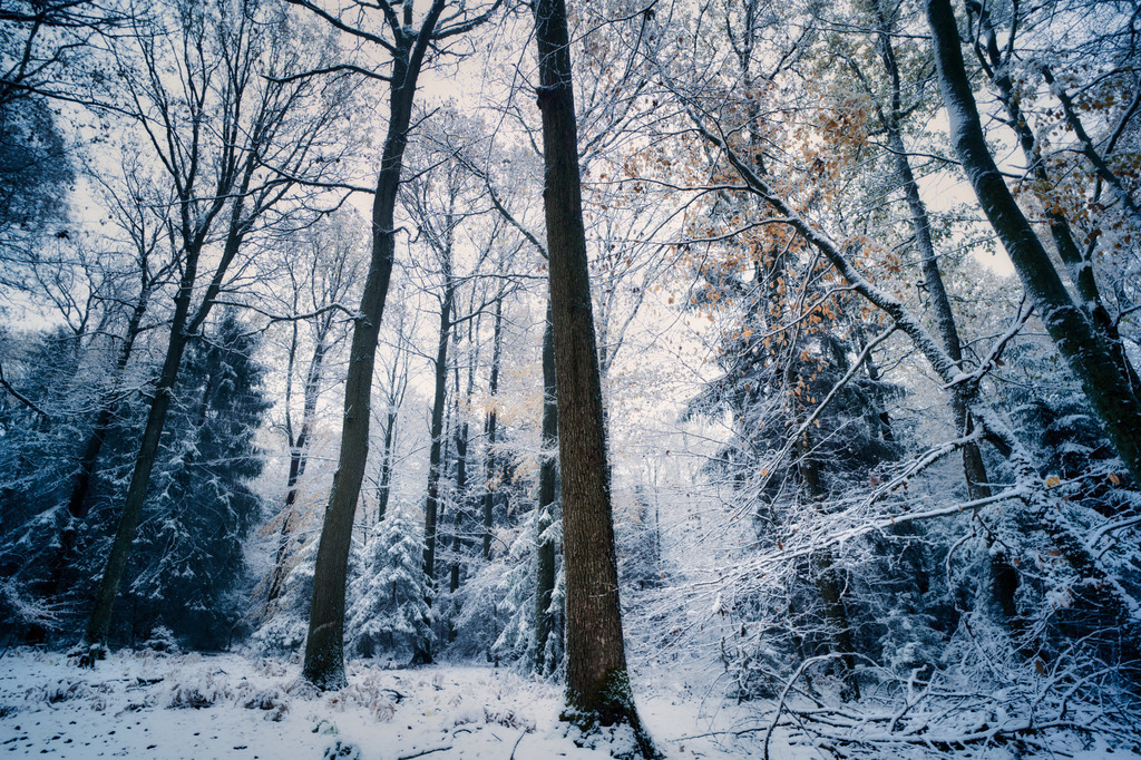 PSX_20221119_200031 | die schönsten Bilder aus Wald und Wiese, sowie Streifzüge durch den Garten mit der gesamten Blumen & Insektenwelt.   - Realisiert mit Pictrs.com
