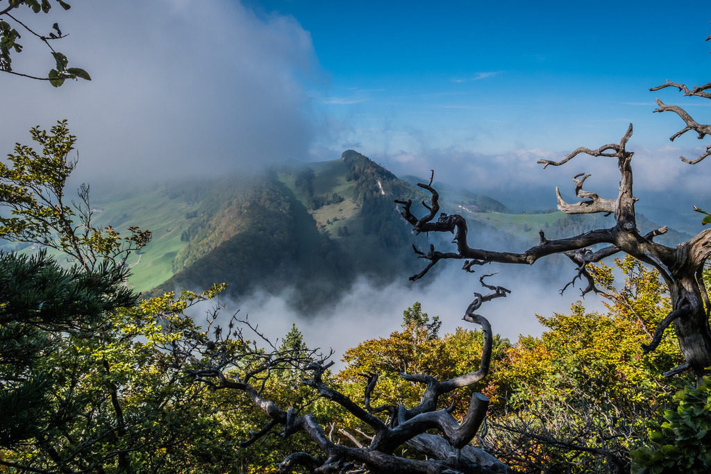 Vogelberg | Ausgetrocknete Äste ragen in Bildmitte. Im Hintergrund sind Wolken und Hügel - Realisiert mit Pictrs.com