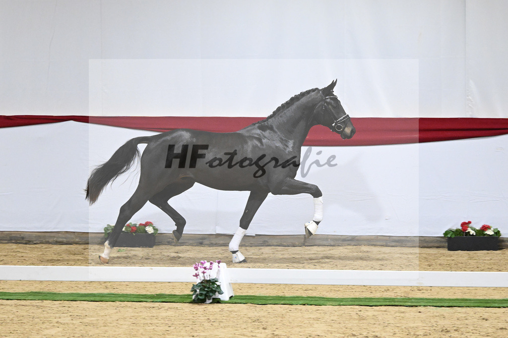 Kat-Nr. 51 v. Escamillo_Casper_63221318 | hf-fotografie - Realizzato con Pictrs.com