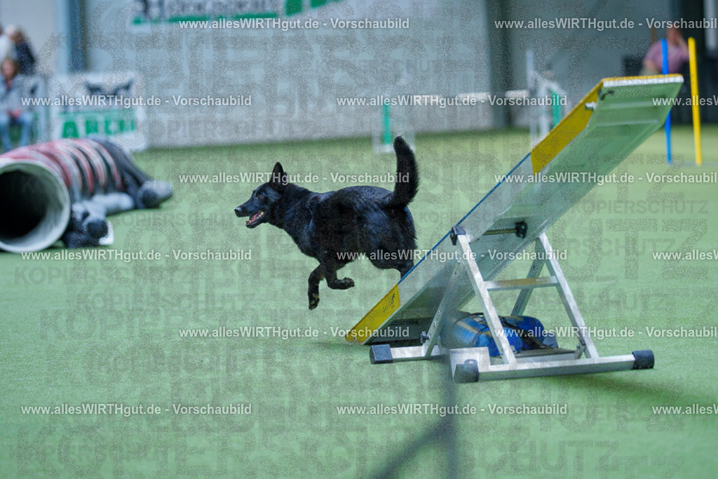 @allesWIRTHgut_Tierfotografie - www.allesWIRTHgut.de - 2604251432-7R504937 | Professionelle Tierfotografie in Mönchengladbach von Daniel Wirth (allesWIRTHgut). Liebevolle & natürliche Bilder von Hunden & Katzen für unvergessliche Erinnerungen.