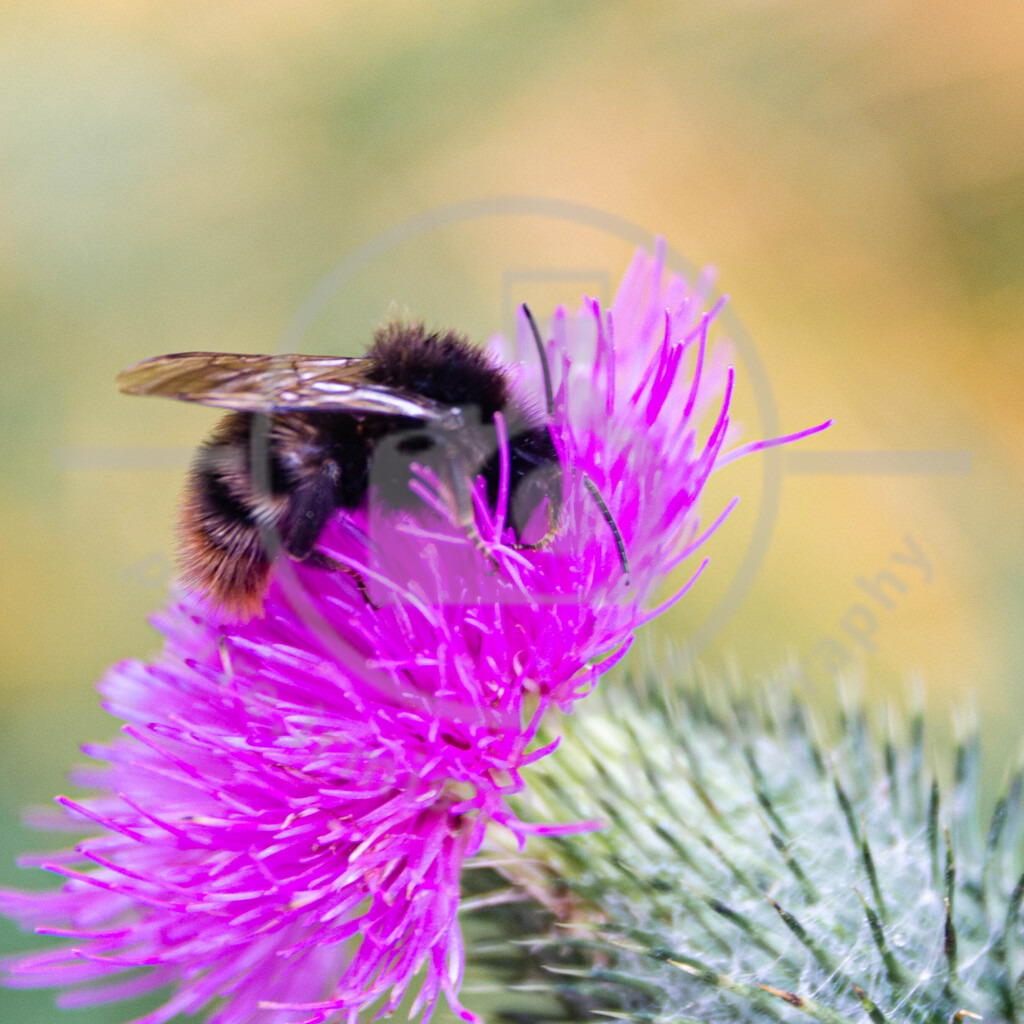 IMG_4551 | pierre-irmisch-photography.de
