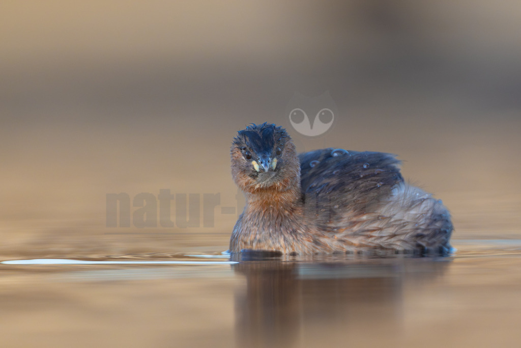R5M27388_20251227 | Ein Zwergtaucher (Tachybaptus ruficollis) schwimmt in ruhigem, bräunlichem Wasser und blickt mit aufmerksamem Ausdruck direkt in die Kamera. Sein Gefieder ist eine Mischung aus dunklen Grau- und Brauntönen, mit rötlich-braunen Partien an Hals und Brust. Wassertropfen sind auf seinem Rücken sichtbar. - Realisiert mit Pictrs.com