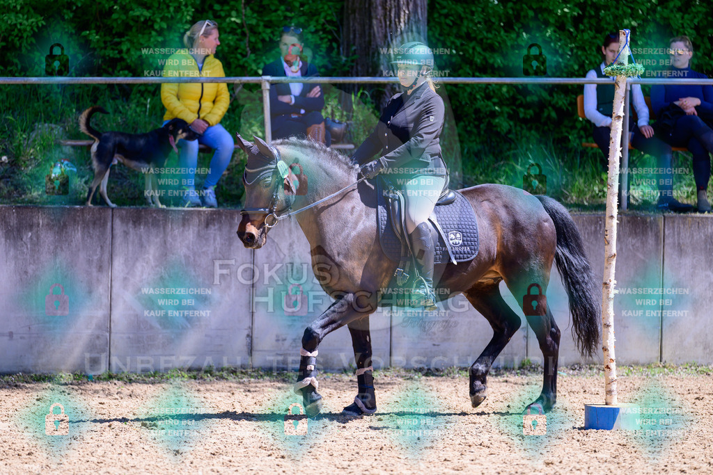01052026-Giesenbach-02-Stiltrail-0166 | Fokus Hufschlag Fotografie - Realisiert mit Pictrs.com