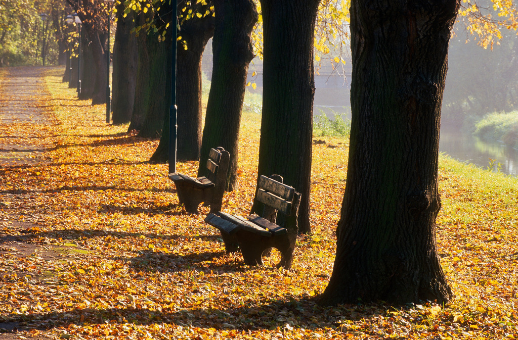 Allee mit Parkbank | Parbasdorf, Austria - November 18, 2009: Allee mit Parkbank. - Realisiert mit Pictrs.com