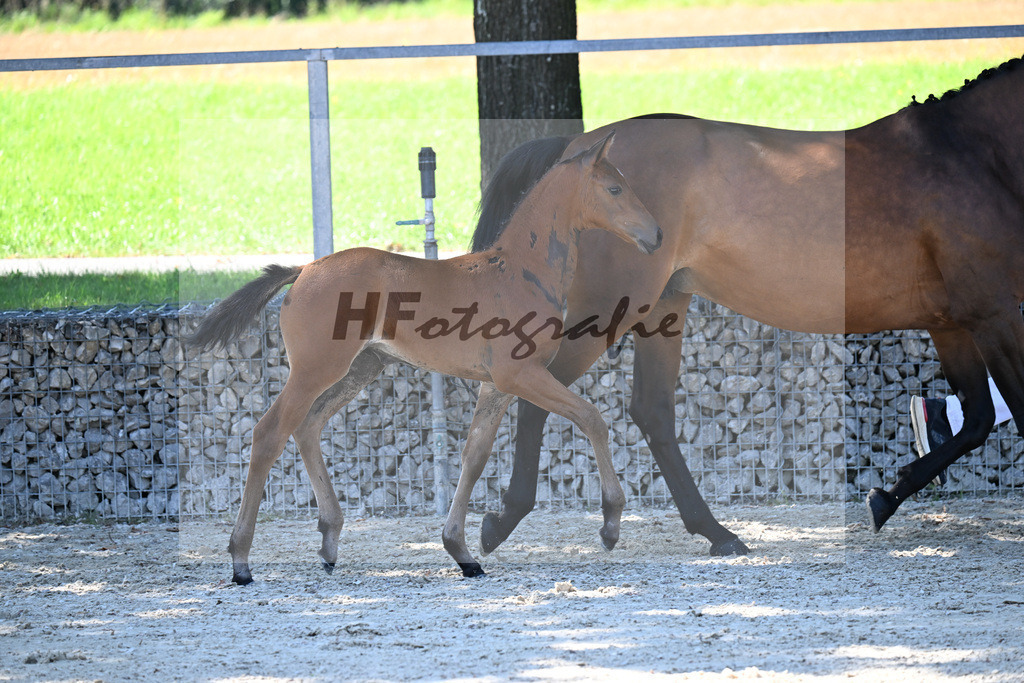 Kat-Nr. 13 Comanchero x Araldik_SF_Joas_26250223 | hf-fotografie - Realisiert mit Pictrs.com