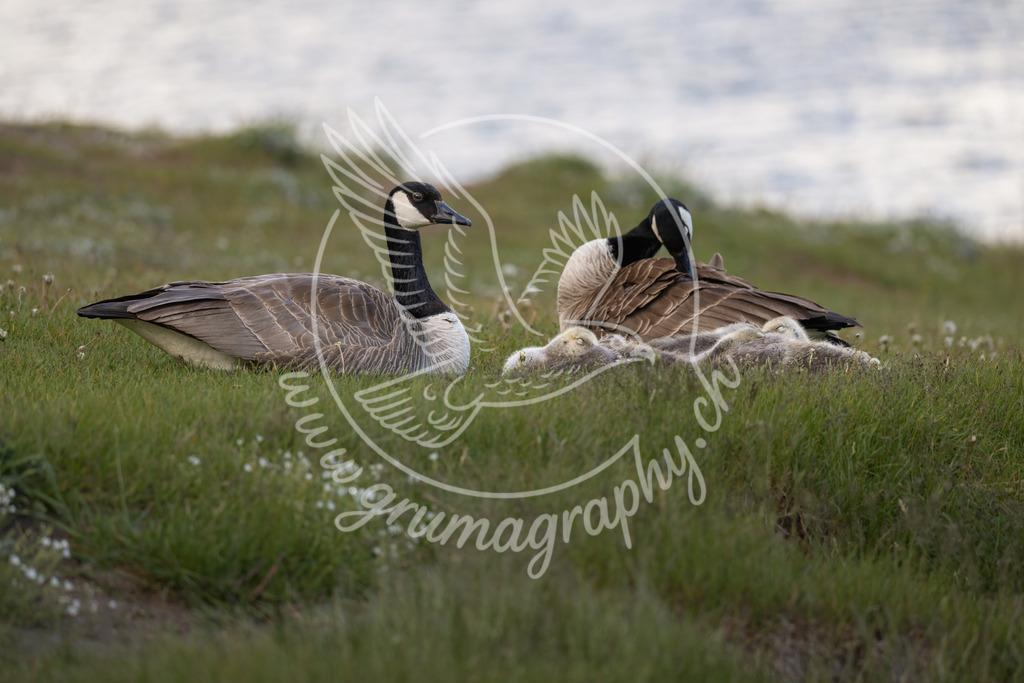 while they sleep - canada geese, canada | Authentische Landschafts- & Wildtierfotografie aus der Schweiz. Hochwertige Wandbilder, Fine-Art-Prints und Wunschmotive nach Auftrag – sorgfältig entwickelt im Grumagraphy-Style