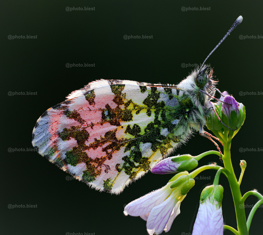 Mit Tau bedeckt | Aurorafalter am Morgen. - Realisiert mit Pictrs.com