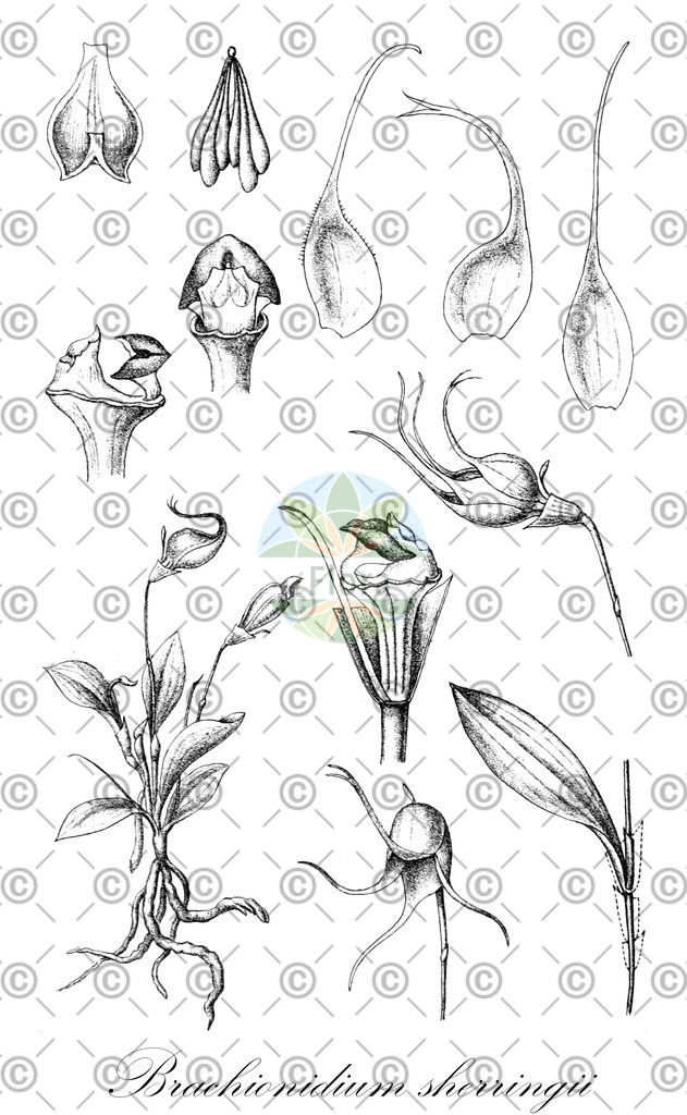 HistAbb_wfo-0000570221_1_ENZY_Simple | Historische Abbildung von Brachionidium sherringii - Orchidaceae | Historical Illustration of Brachionidium sherringii - Orchidaceae