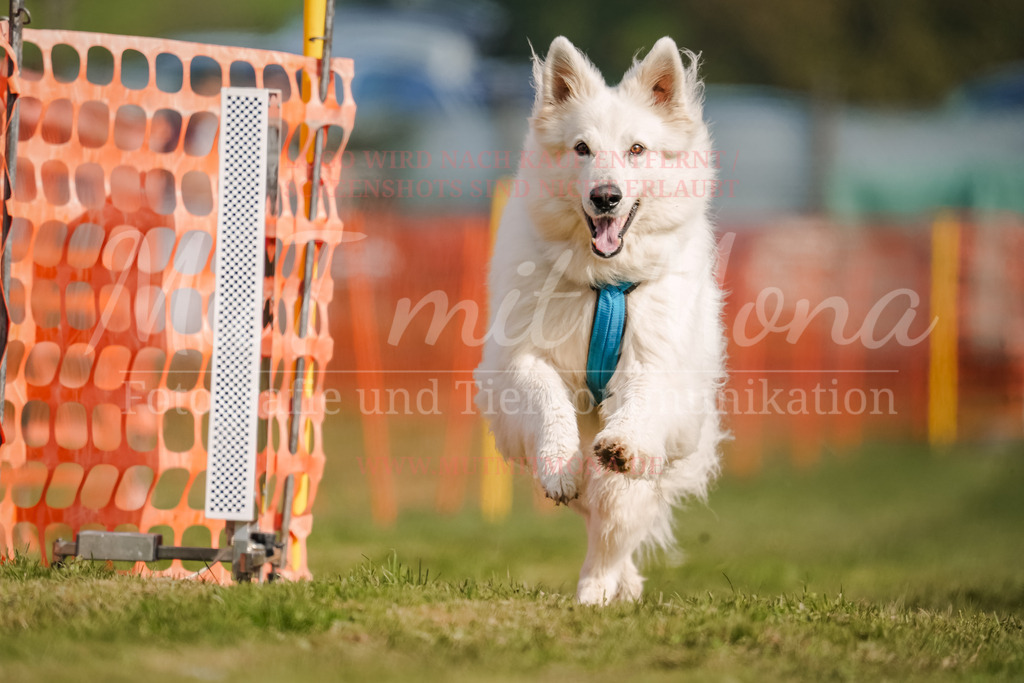 20250928_Hunderennen-310 | MuT (Mensch und Tier) mit Mona - Fotografie und Tierkommunikation - Realisiert mit Pictrs.com