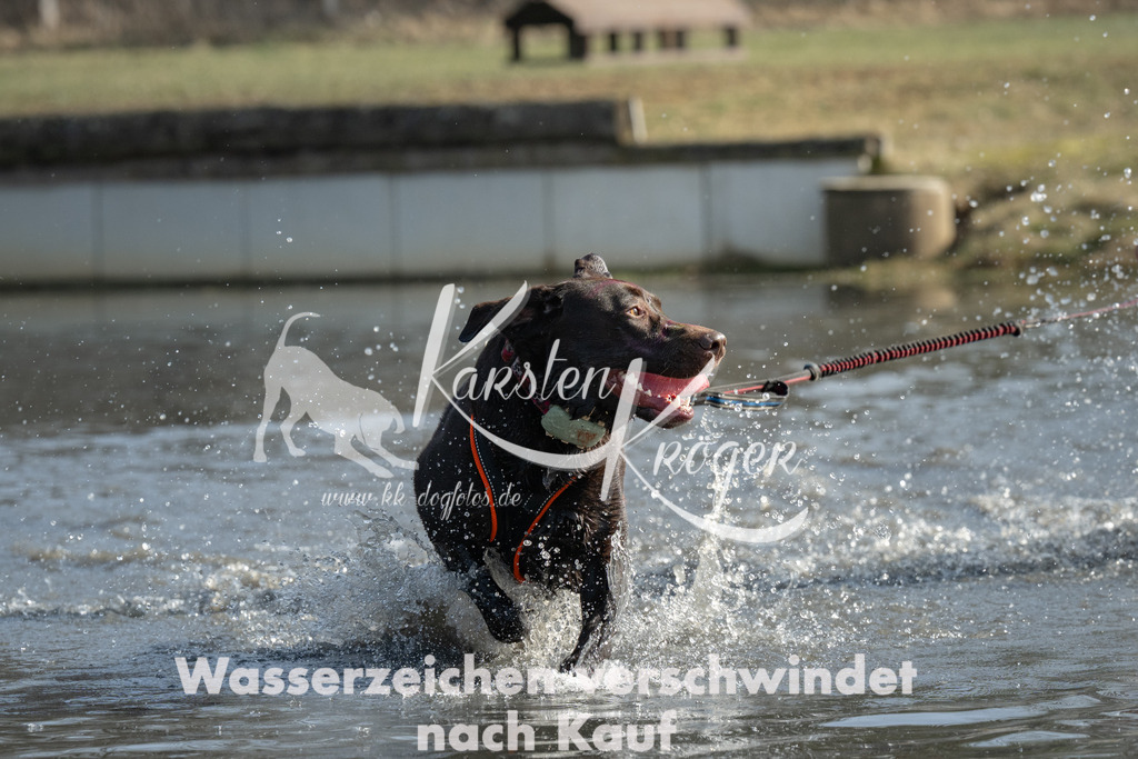 1254_ZZ92612 | kk-dogfotos