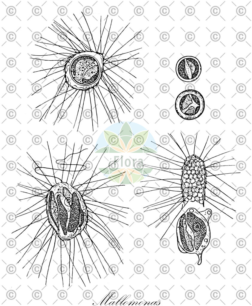 HistAbb_wfo-0000449340_1_ENZY_Simple | Historische Abbildung von Mallomonas - Mallomonadaceae (0) | Historical Illustration of Mallomonas - Mallomonadaceae (0)