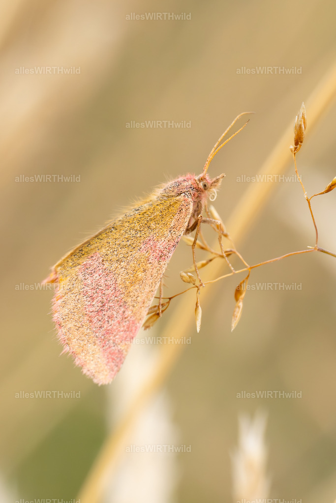Ampfer Pupuspanner | Entdecke die faszinierende Welt der Natur- und Wildlife-Fotografie von Daniel und Bärbel. Inspirierende Bilder von wilden Tieren und kleinen Naturwundern.