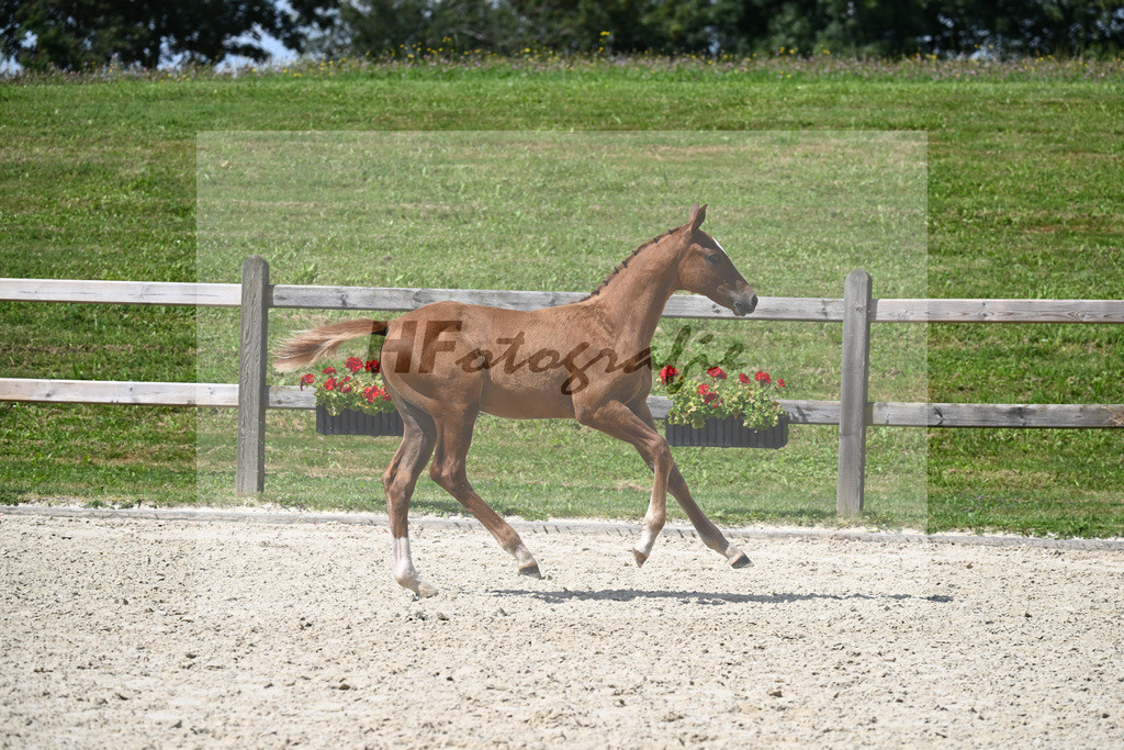 Vigaro x Starlight_HF_Weber_29240325 | hf-fotografie - Realisiert mit Pictrs.com