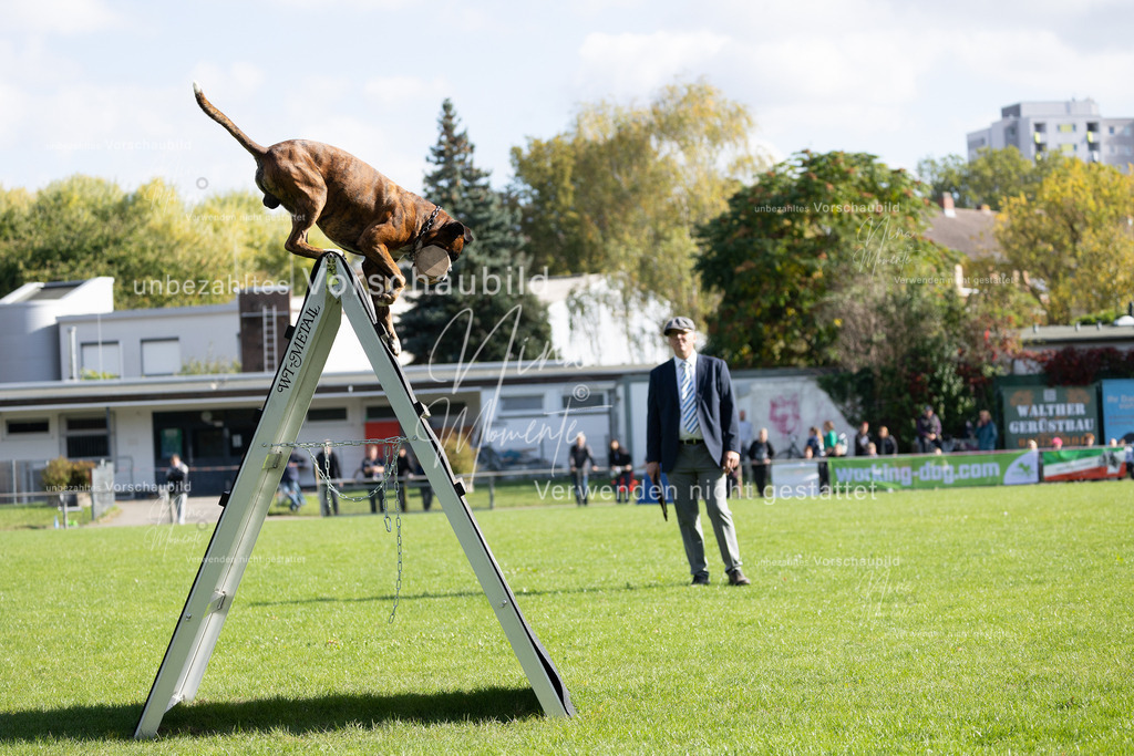 _16A5278 | Einzigartige Fotos von Hunden & Menschen –Actionfotos, Portraits, Vereinsaufnahmen & Paarshootings – authentisch, lebendig & mit Herz.