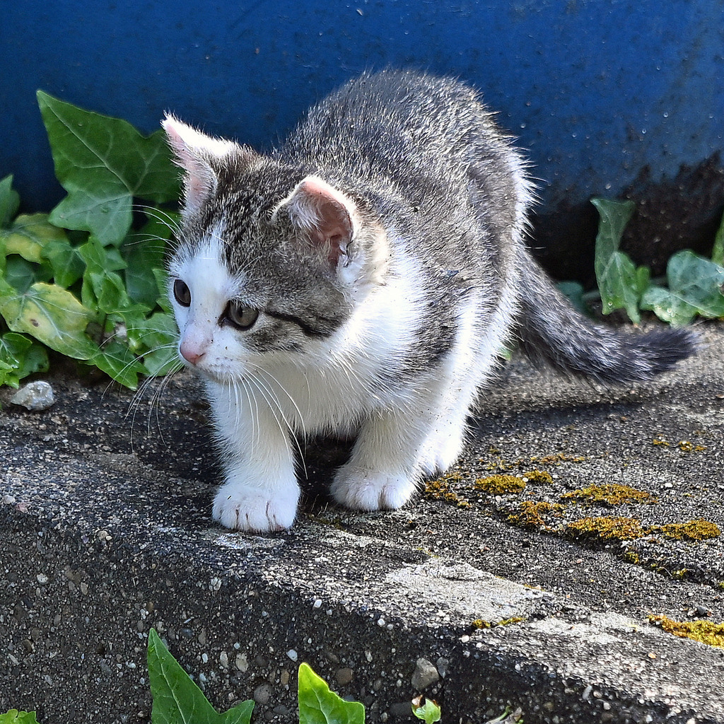 Katzen03q | lucisnaturbilder - Realisiert mit Pictrs.com