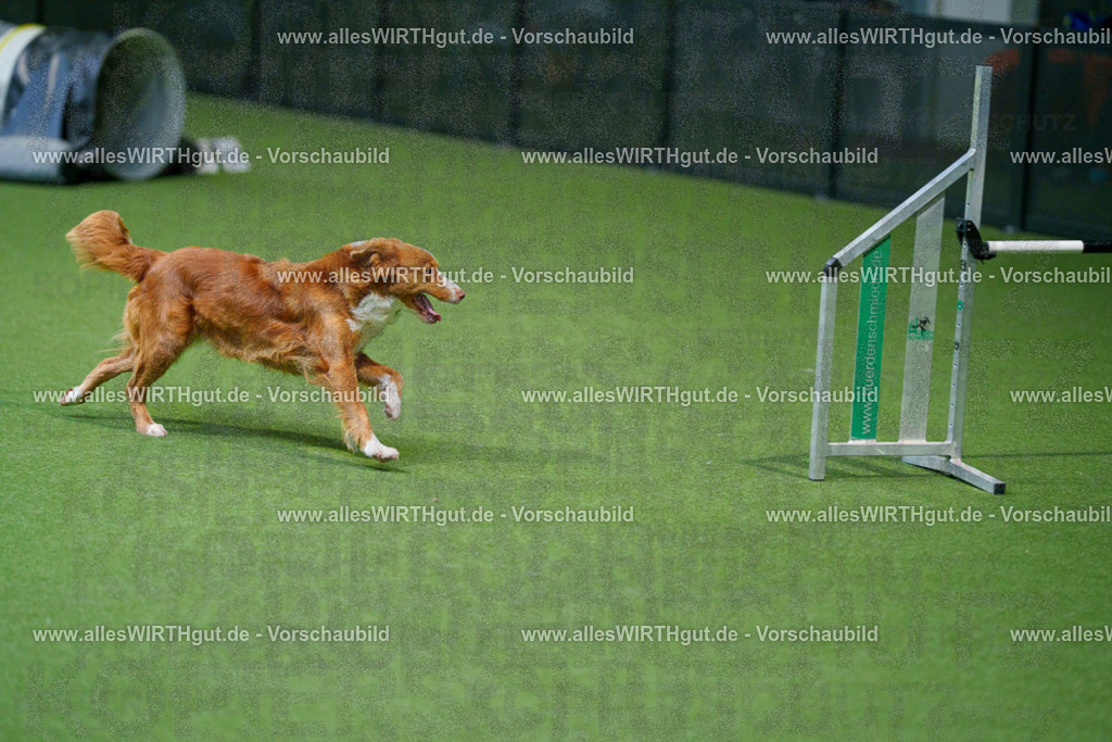 @allesWIRTHgut_Tierfotografie - www.allesWIRTHgut.de - 2604250824-7R506451 | Professionelle Tierfotografie in Mönchengladbach von Daniel Wirth (allesWIRTHgut). Liebevolle & natürliche Bilder von Hunden & Katzen für unvergessliche Erinnerungen.