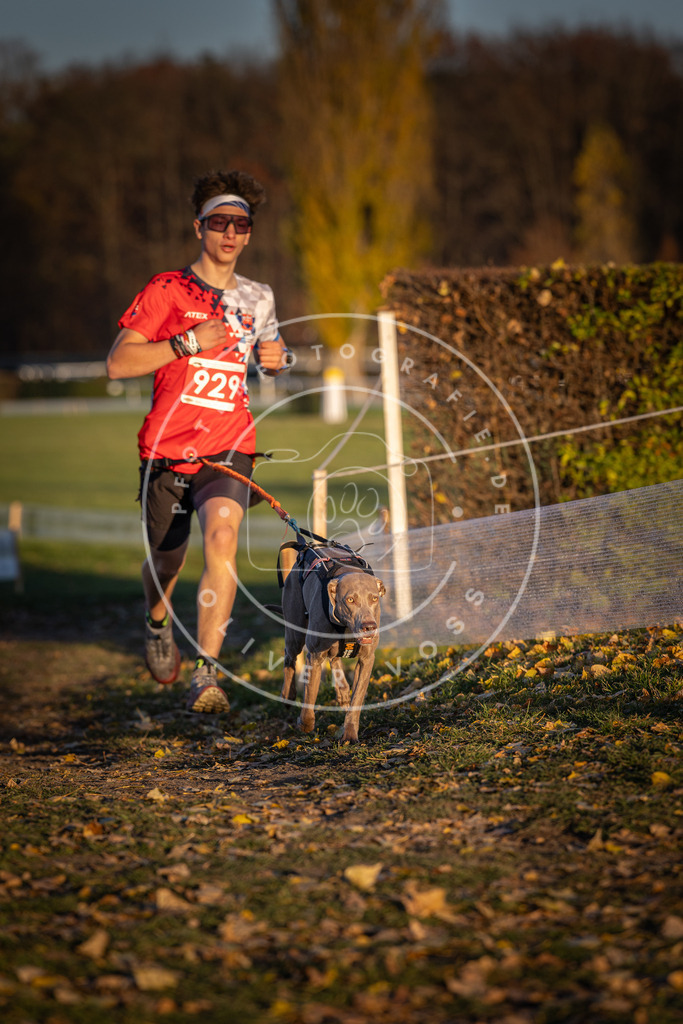 CaniXpix_DV3A5122 | Hundefotografie, Tierfotograf, Pfotenfotografie, Fotoshooting Hund, Hunde Portrait, Hundesport, Hundeportraits, Heideshooting, Hunde, Sportfotograf, Hundefotograf, Turnierhundsport, THS,  - Realisiert mit Pictrs.com