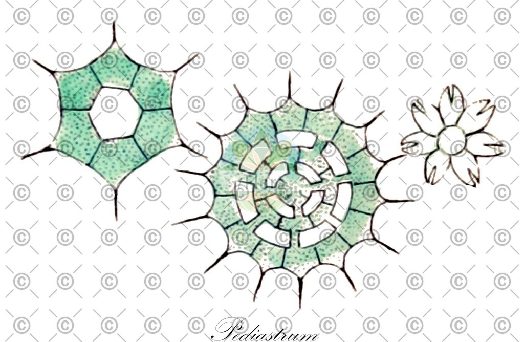 HistAbb_wfo-0001287041_1_ENZY_Simple | Historische Abbildung von Pediastrum - Hydrodictyaceae (0) | Historical Illustration of Pediastrum - Hydrodictyaceae (0)
