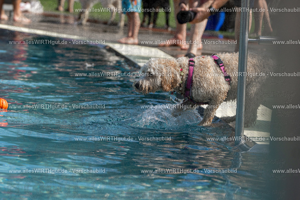 Hundeschwimmen_Volksbad_2026-allesWIRTHgut_Tierfotografie-2609061215-FAY06417 | Professionelle Tierfotografie in Mönchengladbach von Daniel Wirth (allesWIRTHgut). Liebevolle & natürliche Bilder von Hunden & Katzen für unvergessliche Erinnerungen.