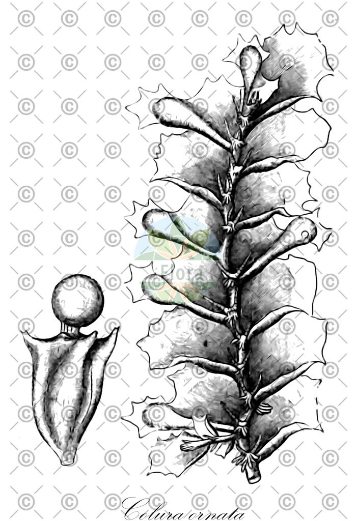 HistAbb_wfo-0000987704_1_ENZY_Simple | Historische Abbildung von Colura ornata - Lejeuneaceae | Historical Illustration of Colura ornata - Lejeuneaceae