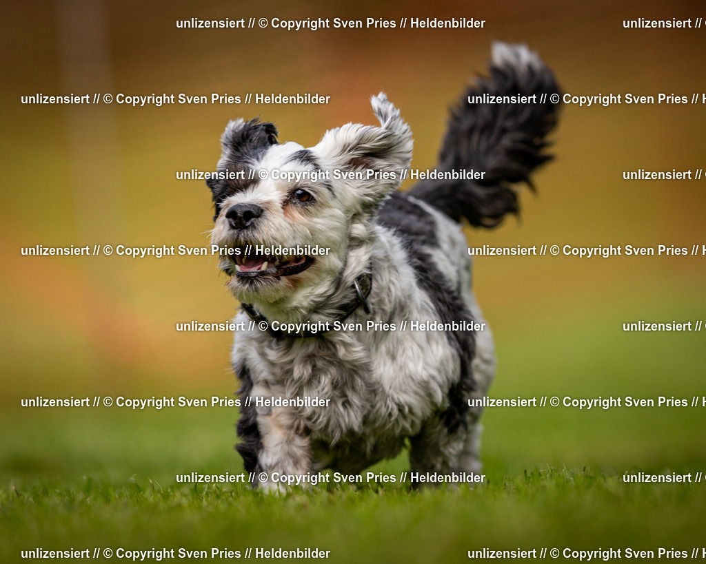 Sven Pries | 2024-09-22 - Hunderennen Baden-BadenPudelverein - Realisiert mit Pictrs.com