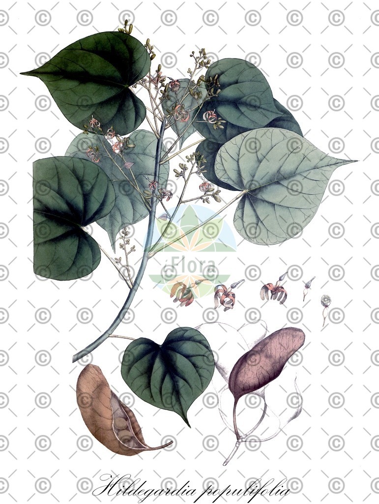 HistAbb_4X82_2_ENZY_Simple | Historische Abbildung von Hildegardia populifolia - Malvaceae | Historical Illustration of Hildegardia populifolia - Malvaceae