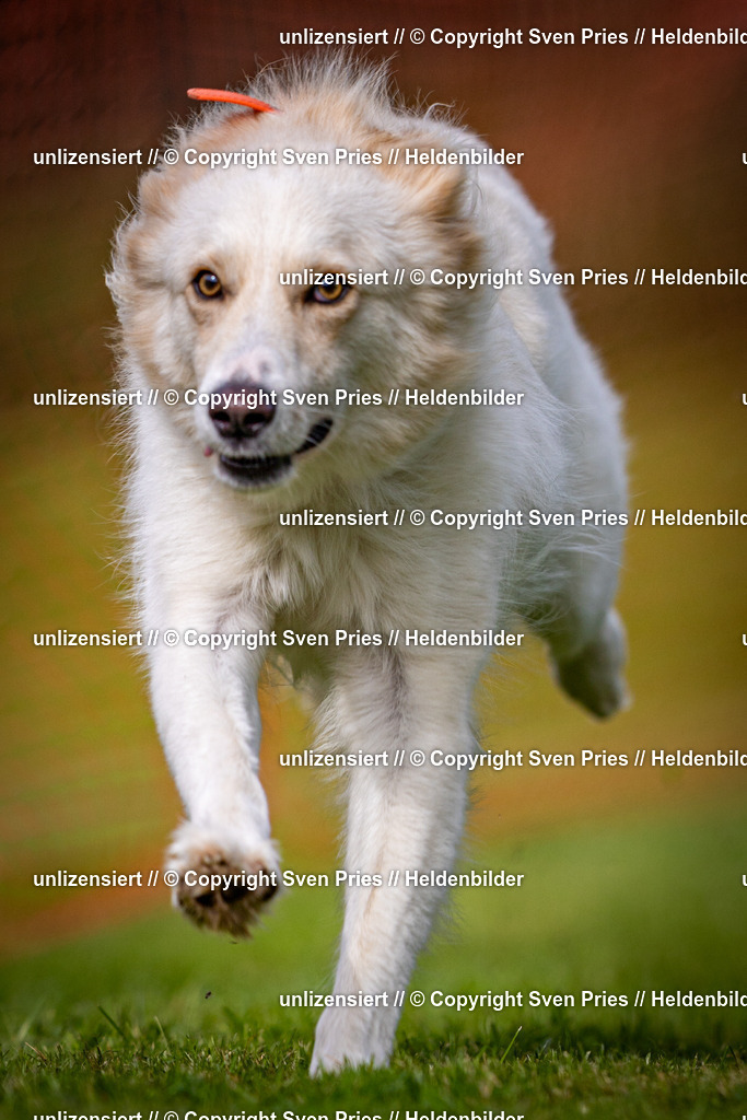 Sven Pries | 2024-09-22 - Hunderennen Baden-BadenPudelverein - Realisiert mit Pictrs.com