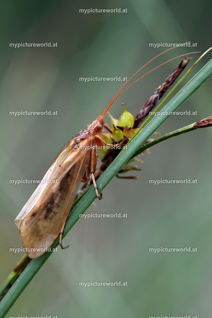 Limnephilus lunatus-001 | Das Bilderarchiv über Tiere, Planzen und Landschaften. In der Bilddatenbank finden Sie ein große Auswahl an hochwertigen Bilder für Ihre Werbung - Realisiert mit Pictrs.com