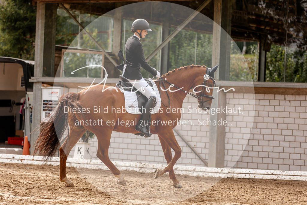 3I6A7393 | Stimmungsvolle Portraits und Reitsportfotografie im Ruhrgebiet und im Münsterland.

Pferdefotografie, Hundefotografie, Tierfotografie, Reportagen, Portraits von Tier und Mensch, Turnierfotografie in Bochum, Recklinghausen, Marl, Haltern am See, Dülmen.. - Realisiert mit Pictrs.com