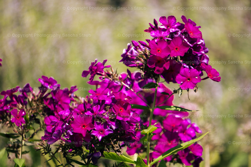 Violette Flammenblumen_0A- Phlox | Willkommen im Shop von Photography Sascha Staub. Hier findest du alle Fotos und Medieninhalten von Sascha Staub. In diesem Shop kannst du Lizenzen zu den Fotos, Drucke und Gutscheine für den Shop erwerben.  - Realisiert mit Pictrs.com