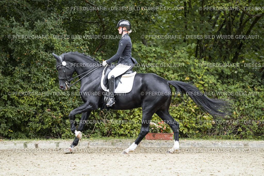 DSC02345 | Pferdegrafie