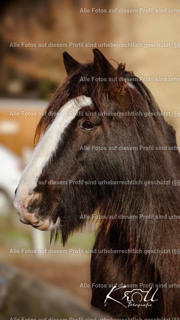 Photo_1736622550127 | krollfotografie - Realisiert mit Pictrs.com