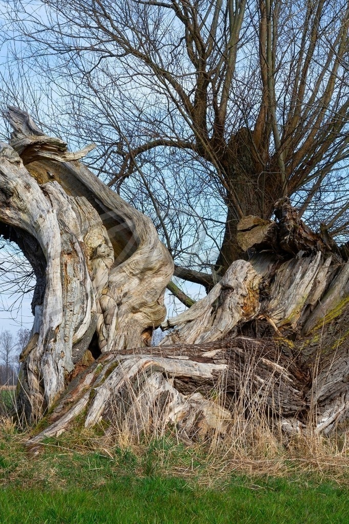 NatureArt-BROKENTREE_8207b | An den Baumstamm angeschmiegt | #003 | Modell: Liza | Foto: Dirk Ludwig - Realisiert mit Pictrs.com