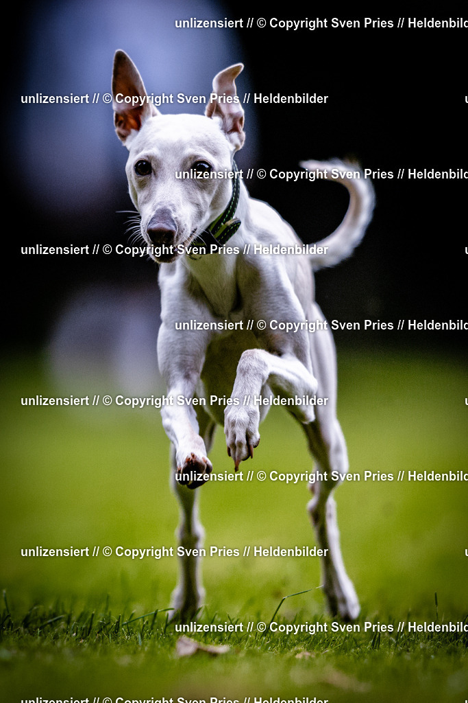 Sven Pries | 2025-10-03 - Hunderennen Obergrombach - Realisiert mit Pictrs.com