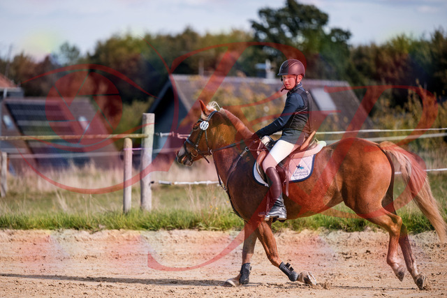 2026_10_03_Siefer-Hof_144715_Z81_24094486 | Professionelle Reitsport-, Turnier- und Eventfotografie von Robert Broda. Galerien mit ausgewählten und bearbeiteten Bildern direkt online ansehen und bestellen.