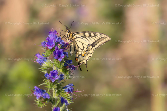 201813 | Tierfotografie, Tierkalender, Tierbilder, Insekten, Spinnen, Vögel, Schmetterling, Libellen, Leinwand, Colorkey, Qualität, Geschenkartikel, Geschenk - Realisiert mit Pictrs.com