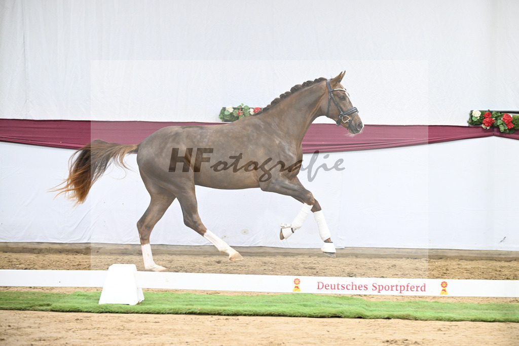 Kat-Nr. 113 Benicio x Floriscount_Galneder Zuchthof GbR_47253764 | hf-fotografie - Realisiert mit Pictrs.com