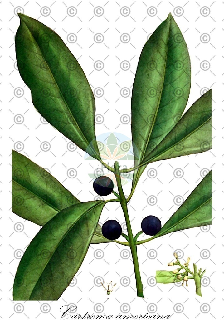 HistAbb_wfo-0001429015_2_ENZY_Simple | Historische Abbildung von Cartrema americana - Oleaceae | Historical Illustration of Cartrema americana - Oleaceae