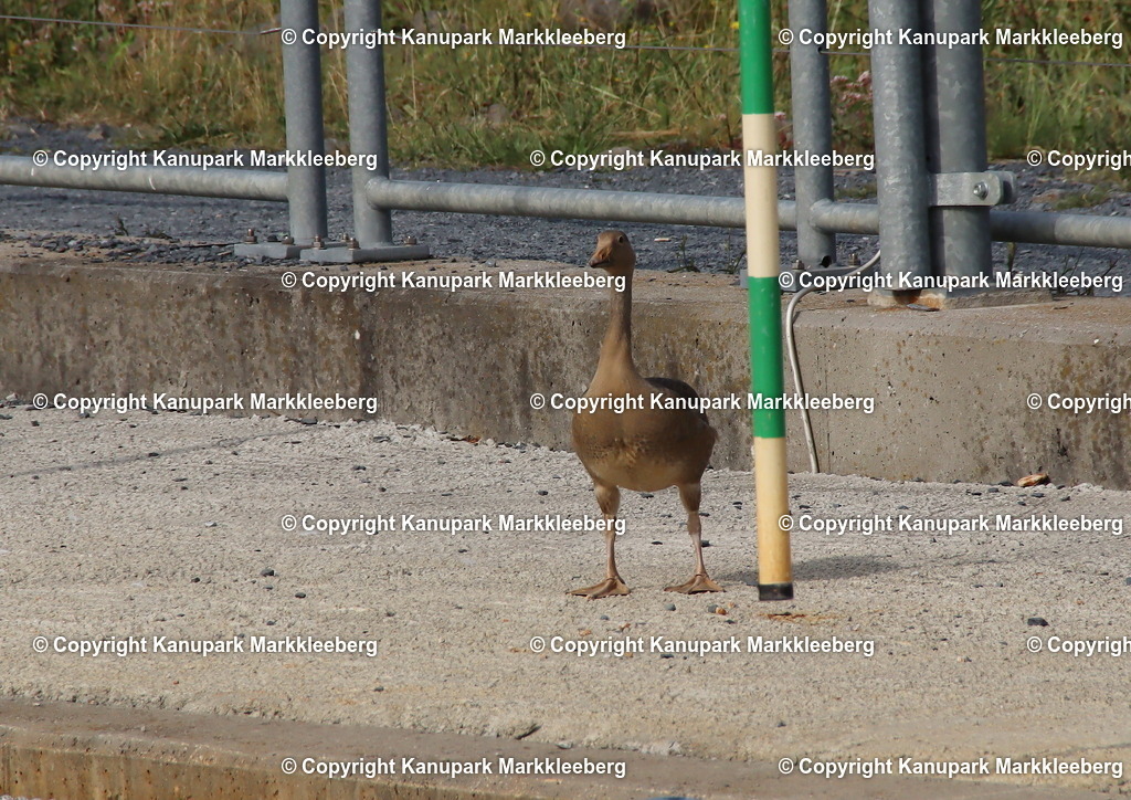 Special Guide | fotodienst-kanupark - Realisiert mit Pictrs.com