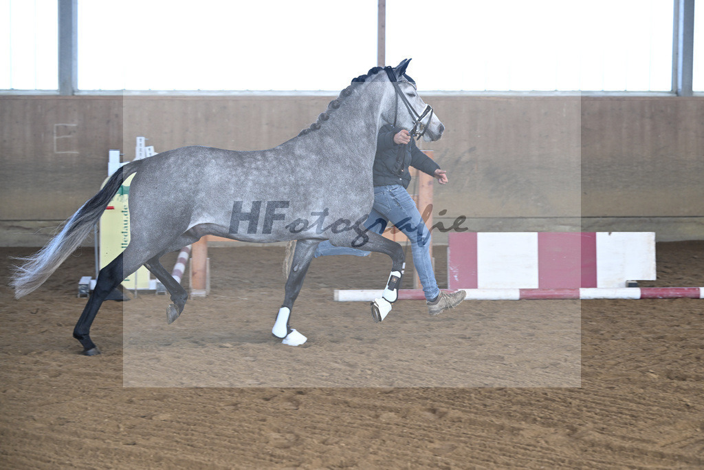 Kat-Nr. 3 Golden Diamond K v. GoldenGray_Koldas_49250050 | hf-fotografie - Realisiert mit Pictrs.com