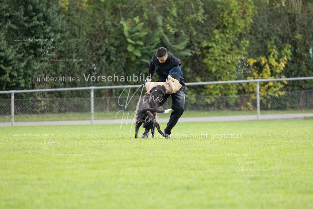 _16A7136 | Einzigartige Fotos von Hunden & Menschen –Actionfotos, Portraits, Vereinsaufnahmen & Paarshootings – authentisch, lebendig & mit Herz.
