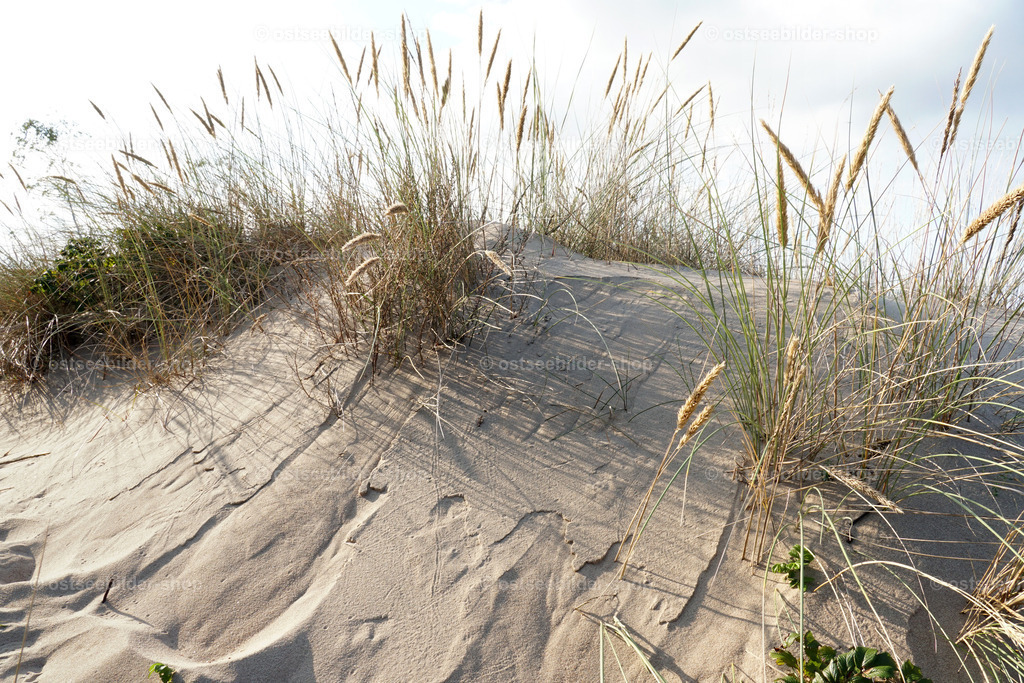Sanddüne im Abendlicht | Das letzte Licht des Tages beleuchtet den feinen Flugsand und den Strandhafer einer Wanderdüne an der Ostseeküste. 