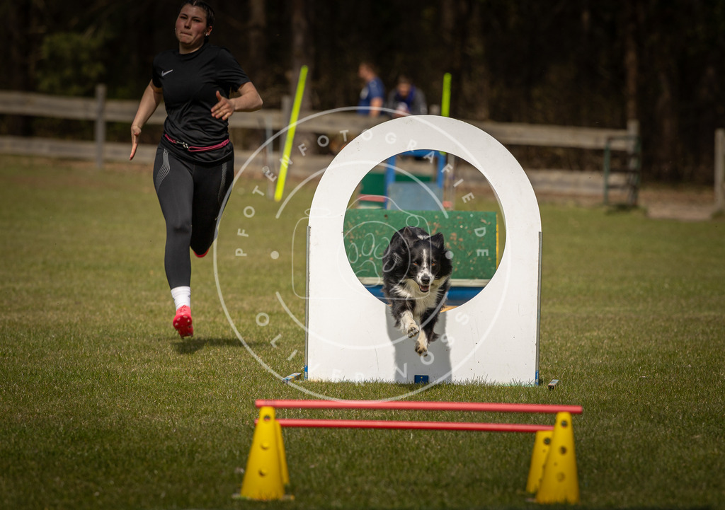 Pfotenfotografie_DV3A5980 | Hundefotografie, Tierfotograf, Pfotenfotografie, Fotoshooting Hund, Hunde Portrait, Hundesport, Hundeportraits, Heideshooting, Hunde, Sportfotograf, Hundefotograf, Turnierhundsport, THS,  - Realisiert mit Pictrs.com