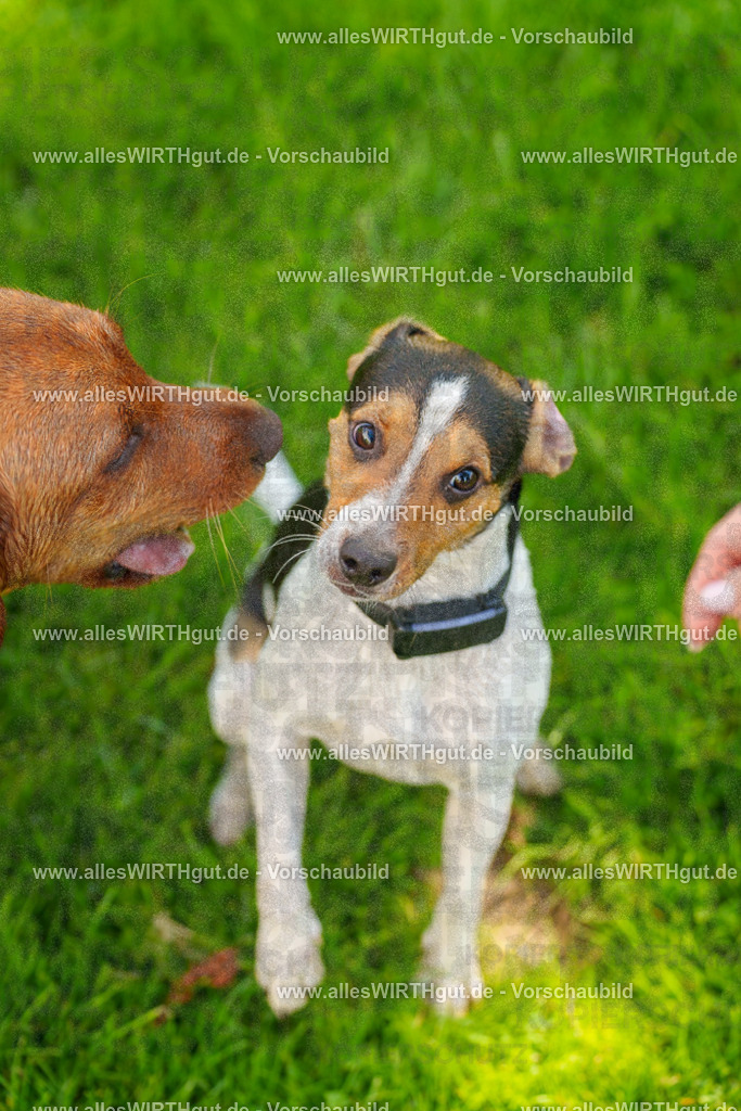 Hundeschwimmen_Grefrath_2026-allesWIRTHgut_Tierfotografie-13_44-7R508500 | Professionelle Tierfotografie in Mönchengladbach von Daniel Wirth (allesWIRTHgut). Liebevolle & natürliche Bilder von Hunden & Katzen für unvergessliche Erinnerungen.
